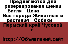 Предлагаются для резервирования щенки Бигля › Цена ­ 40 000 - Все города Животные и растения » Собаки   . Пермский край,Чусовой г.